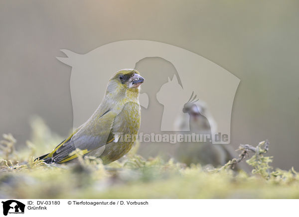Grnfink / European greenfinch / DV-03180
