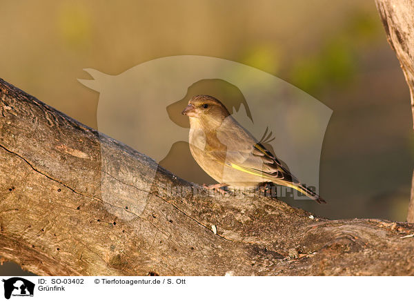 Grnfink / European greenfinch / SO-03402