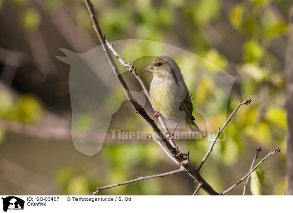 Gr�nfink / European greenfinch / SO-03407