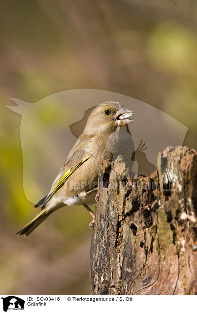 Grnfink / European greenfinch / SO-03416