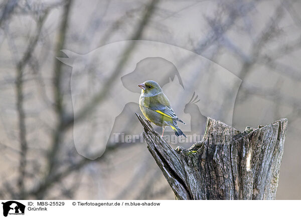 Grnfink / common greenfinch / MBS-25529