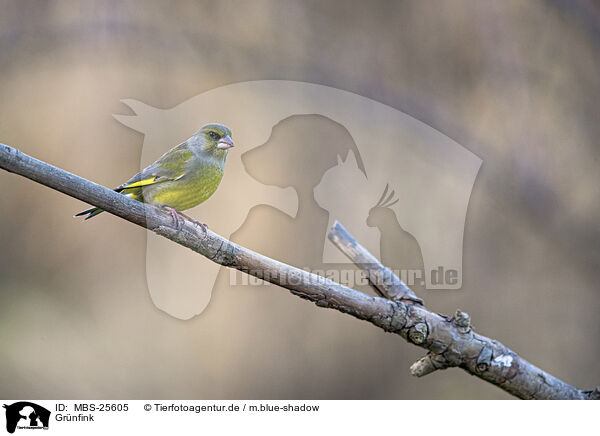Grnfink / common greenfinch / MBS-25605