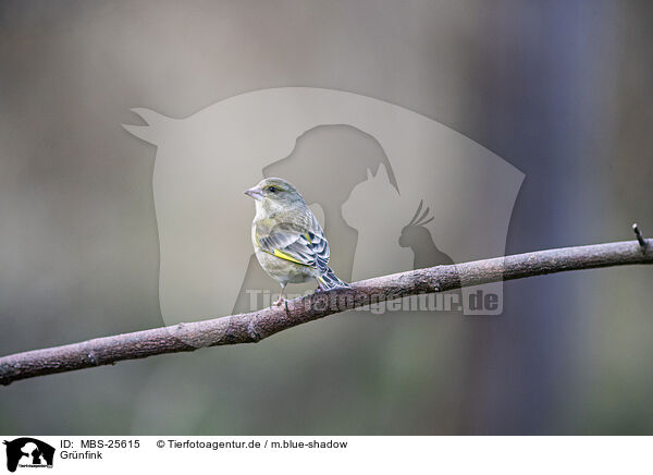 Grnfink / common greenfinch / MBS-25615