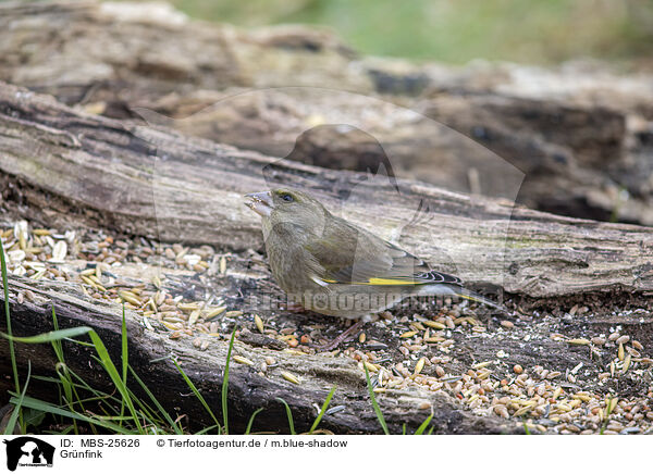 Grnfink / common greenfinch / MBS-25626