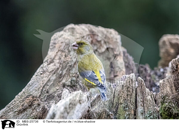 Grnfink / common greenfinch / MBS-25736