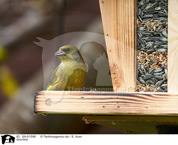 Grnfink / European greenfinch / SA-01596
