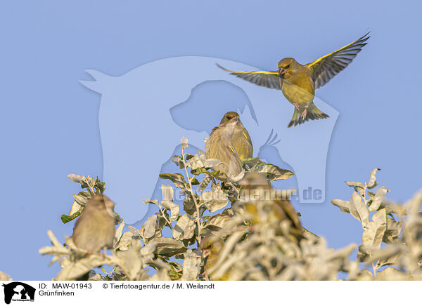 Grnfinken / greenfinches / MAW-01943