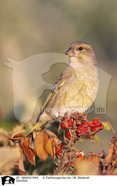 Grnfink / Greenfinch / MAW-01949