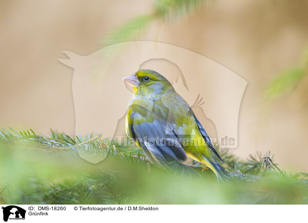 Gr�nfink / greenfinch / DMS-18260