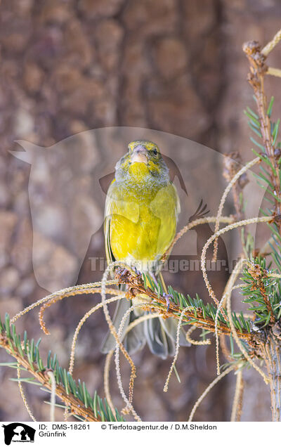 Gr�nfink / greenfinch / DMS-18261