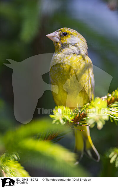 Gr�nfink / greenfinch / DMS-18272