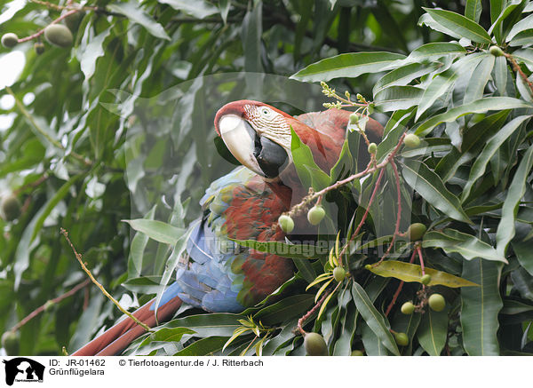 Grnflgelara / red-and-green macaw / JR-01462