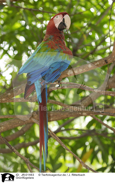 Grnflgelara / red-and-green macaw / JR-01463