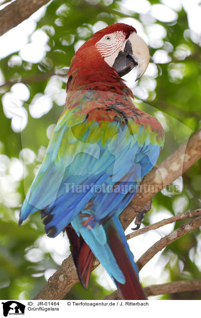 Grnflgelara / red-and-green macaw / JR-01464