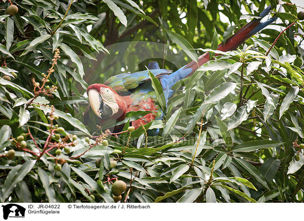 Grnflgelara / Green-winged Macaw / JR-04622