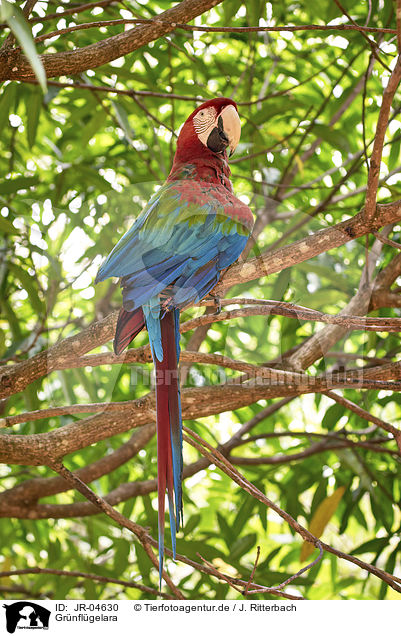 Grnflgelara / Green-winged Macaw / JR-04630