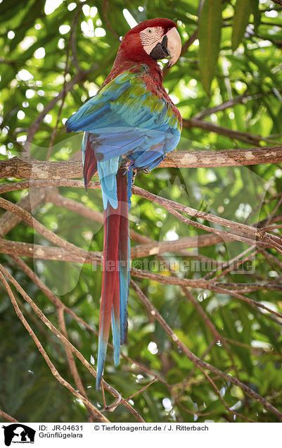 Grnflgelara / Green-winged Macaw / JR-04631