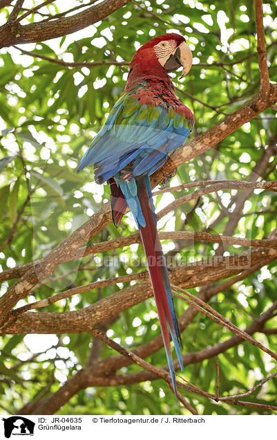 Grnflgelara / Green-winged Macaw / JR-04635