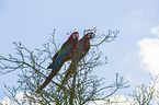 Grnflgelara Vogelpark Marlow