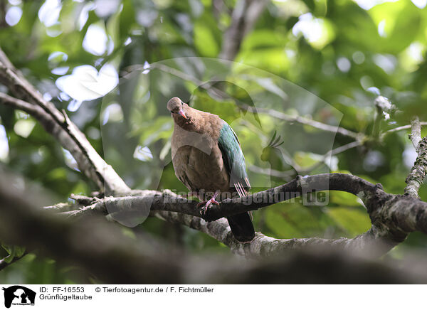 Gr�nfl�geltaube / Common emerald dove / FF-16553