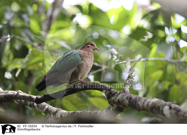 Gr�nfl�geltaube / Common emerald dove / FF-16554