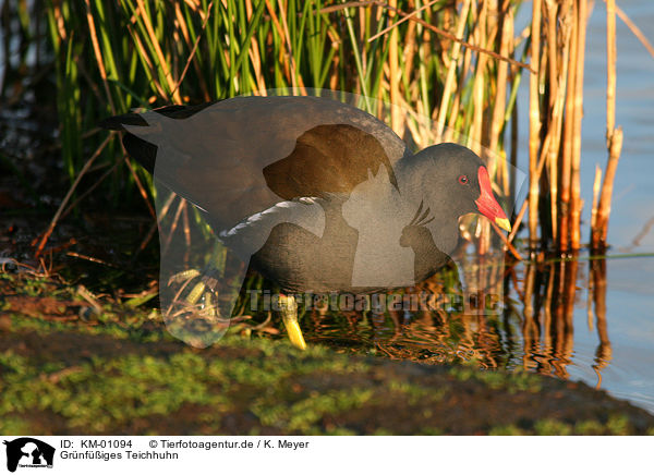 Grnfiges Teichhuhn / Moorhen / KM-01094