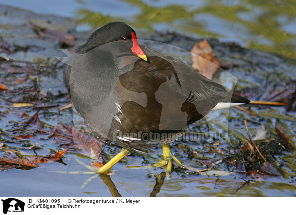 Grnfiges Teichhuhn / KM-01095