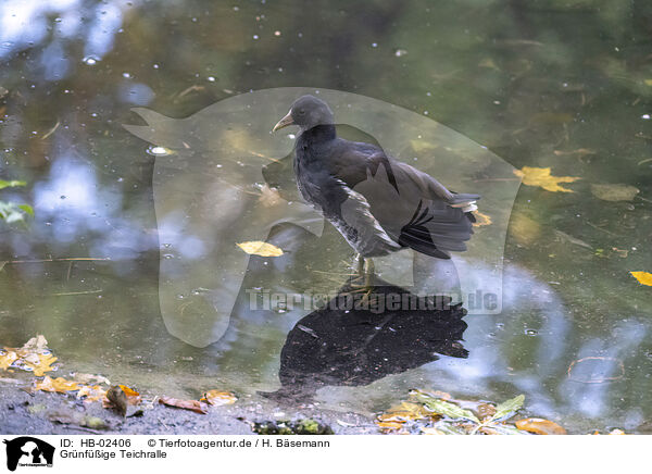 Grnfige Teichralle / gallinule / HB-02406
