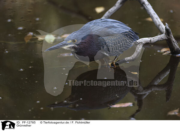 Grnreiher / green heron / FF-12785