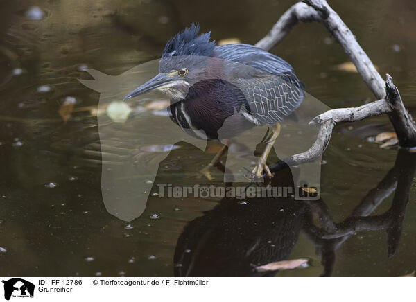 Grnreiher / green heron / FF-12786