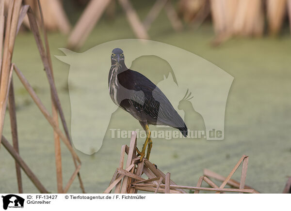 Grnreiher / Green Heron / FF-13427