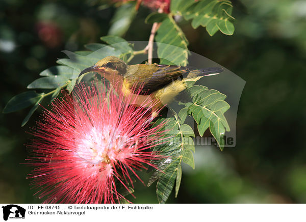 Grnrcken-Nektarvogel / Olive-backed Sunbird / FF-08745