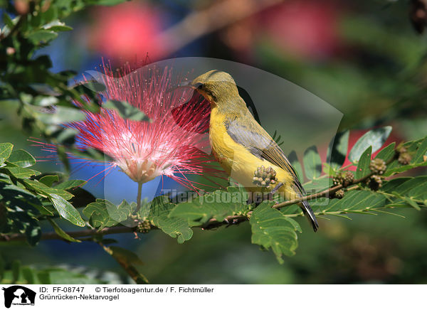 Grnrcken-Nektarvogel / Olive-backed Sunbird / FF-08747