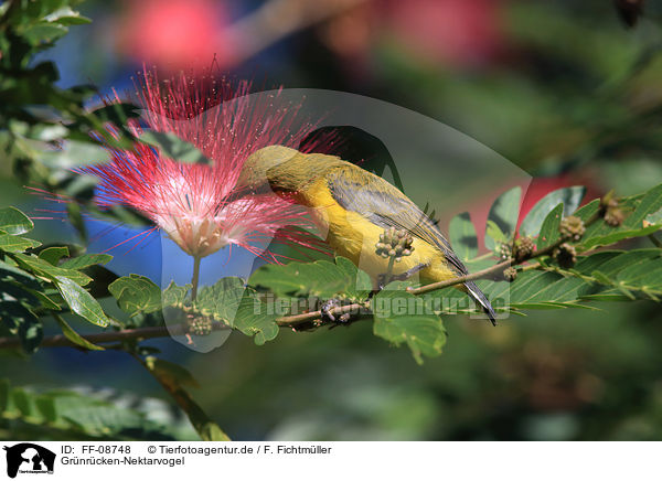 Grnrcken-Nektarvogel / Olive-backed Sunbird / FF-08748