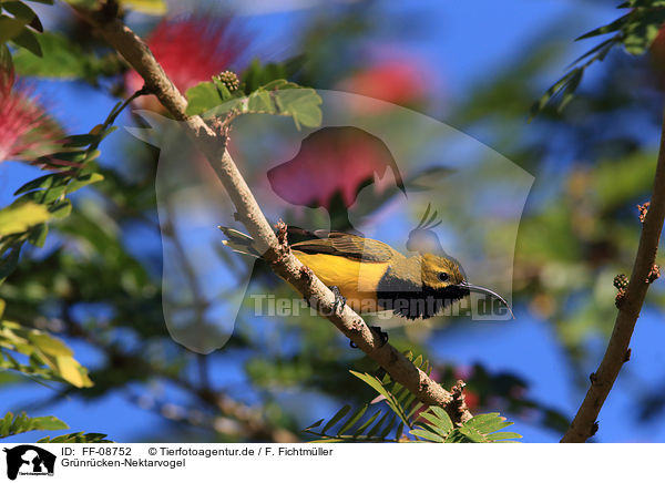 Grnrcken-Nektarvogel / Olive-backed Sunbird / FF-08752