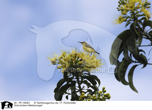 Gr�nr�cken-Nektarvogel / olive-backed sunbird / FF-16081