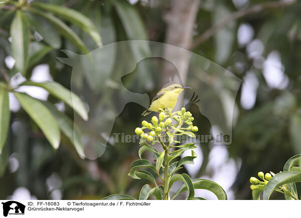 Gr�nr�cken-Nektarvogel / olive-backed sunbird / FF-16083