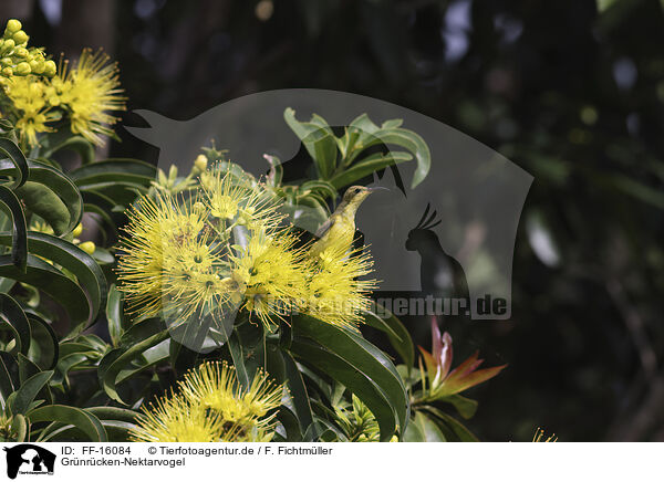 Gr�nr�cken-Nektarvogel / olive-backed sunbird / FF-16084