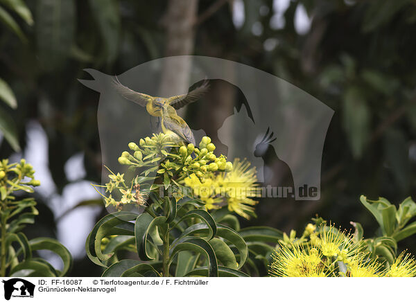 Gr�nr�cken-Nektarvogel / olive-backed sunbird / FF-16087