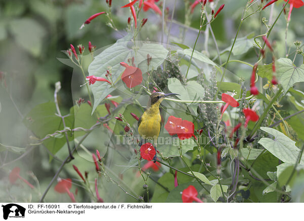 Gr�nr�cken-Nektarvogel / olive-backed sunbird / FF-16091