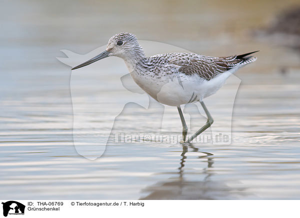 Gr�nschenkel / Common Greenshank / THA-06769