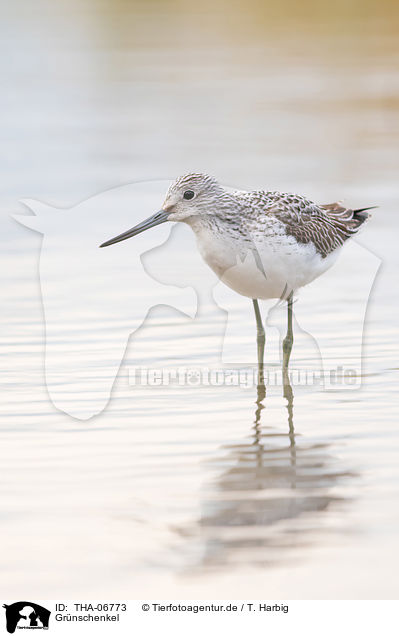 Grnschenkel / Common Greenshank / THA-06773