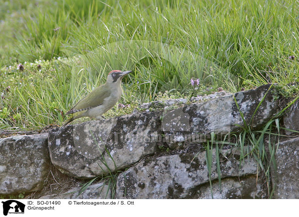 Grnspecht / green woodpecker / SO-01490