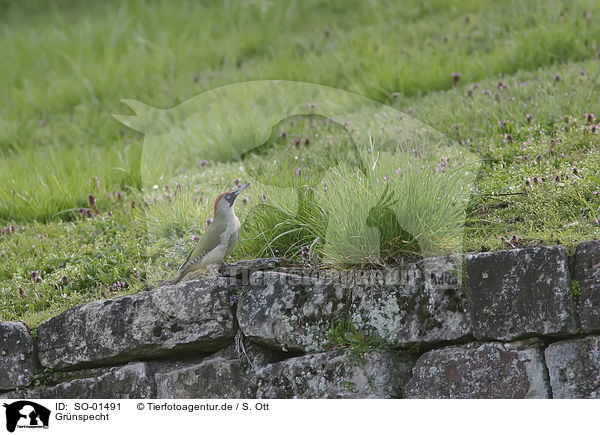 Grnspecht / green woodpecker / SO-01491