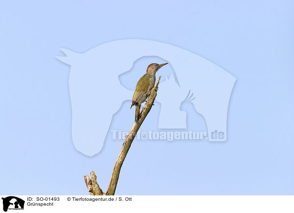 Grnspecht / green woodpecker / SO-01493