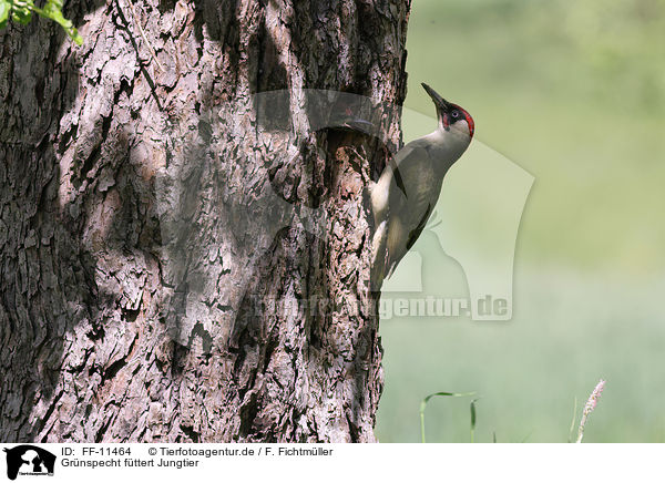 Grnspecht fttert Jungtier / Green woodpecker feeds young bird / FF-11464