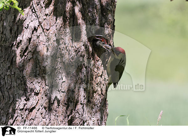 Grnspecht fttert Jungtier / Green woodpecker feeds young bird / FF-11466