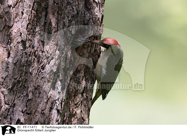 Grnspecht fttert Jungtier / Green woodpecker feeds young bird / FF-11471