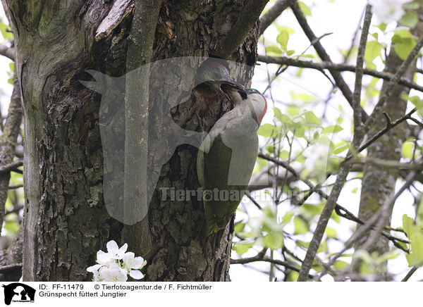 Grnspecht fttert Jungtier / Green woodpecker feeds young bird / FF-11479