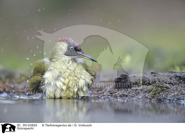 Gr�nspecht / Green Woodpecker / DV-03820